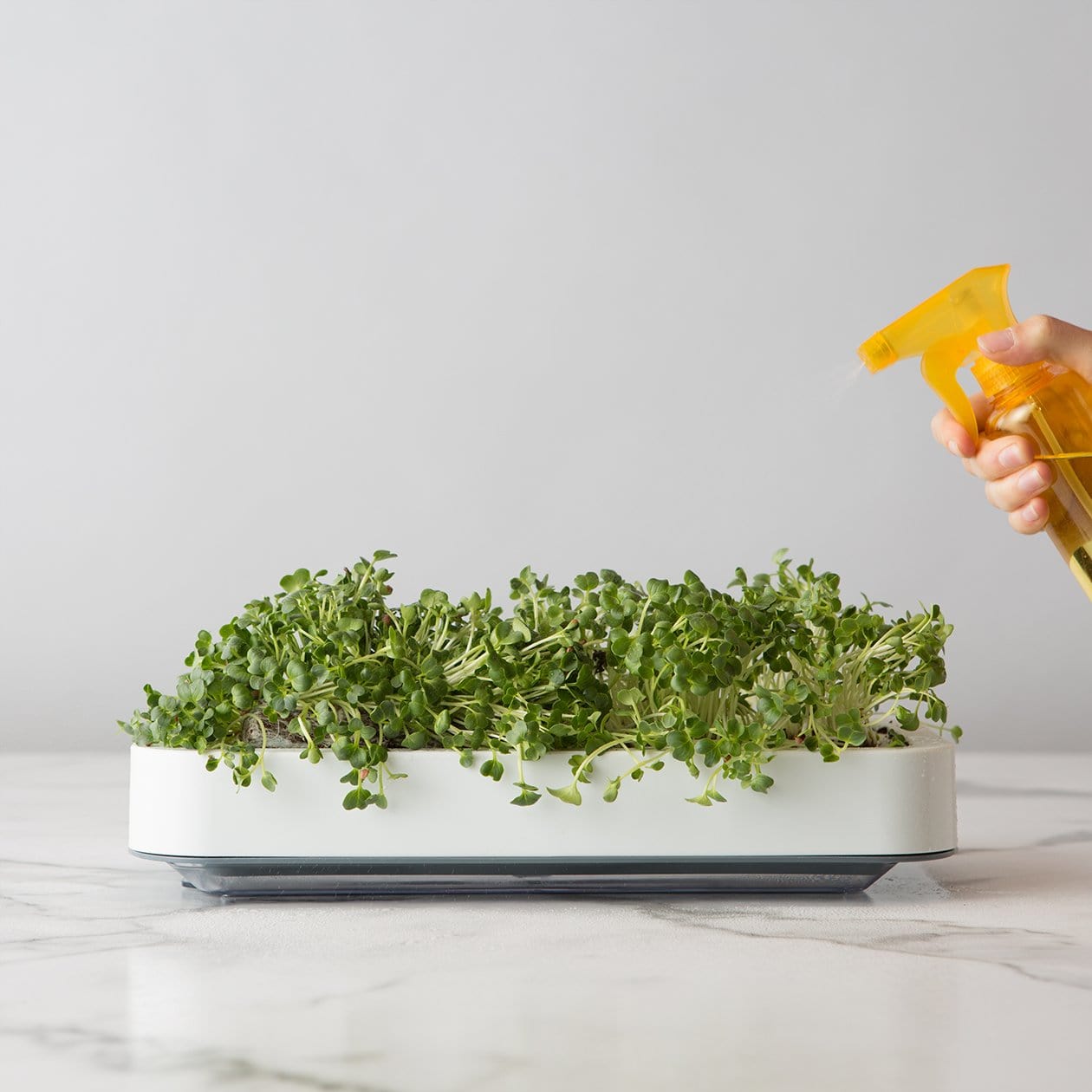 Microgreens Grower – Chef'n